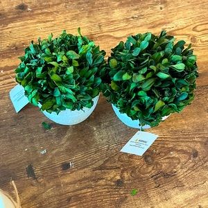 2 new potted plants bundle includes both)